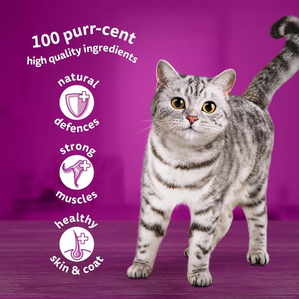 adult wet cat food in jelly whiskas bulk megapack