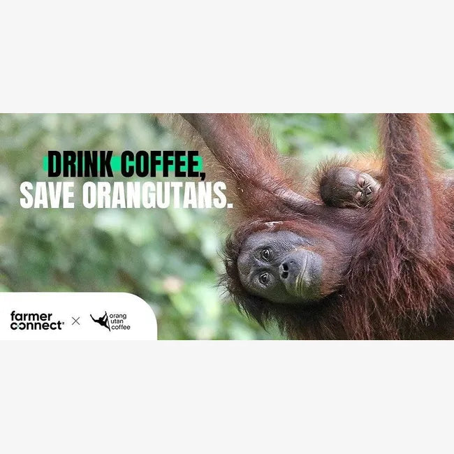 Orangutan Sumatran Dark Forest 50-count coffee bags supporting rainforest conservation