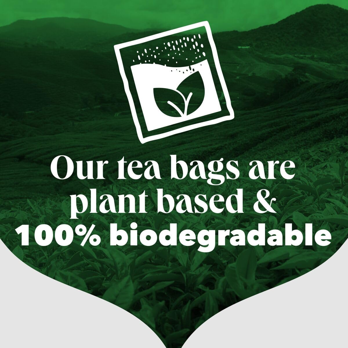 PG Tips Original Black Tea Bags in Bulk Pack – 1100 one-cup biodegradable teabags, great for catering and large gatherings.