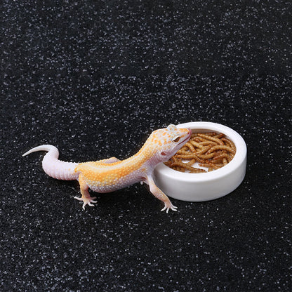 Reptile feeding dish for mealworms and superworms