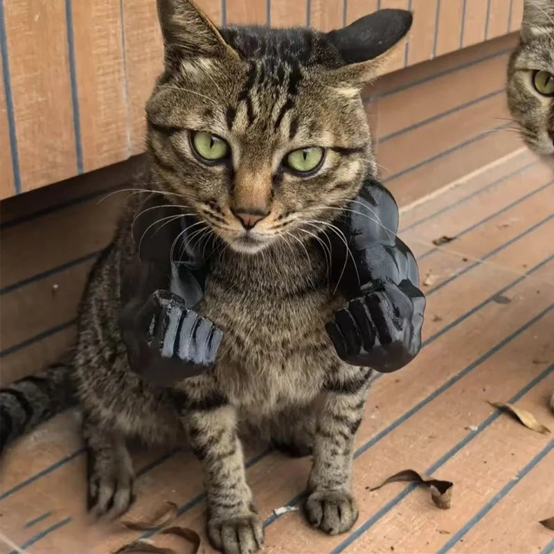 Cat dress up accessory