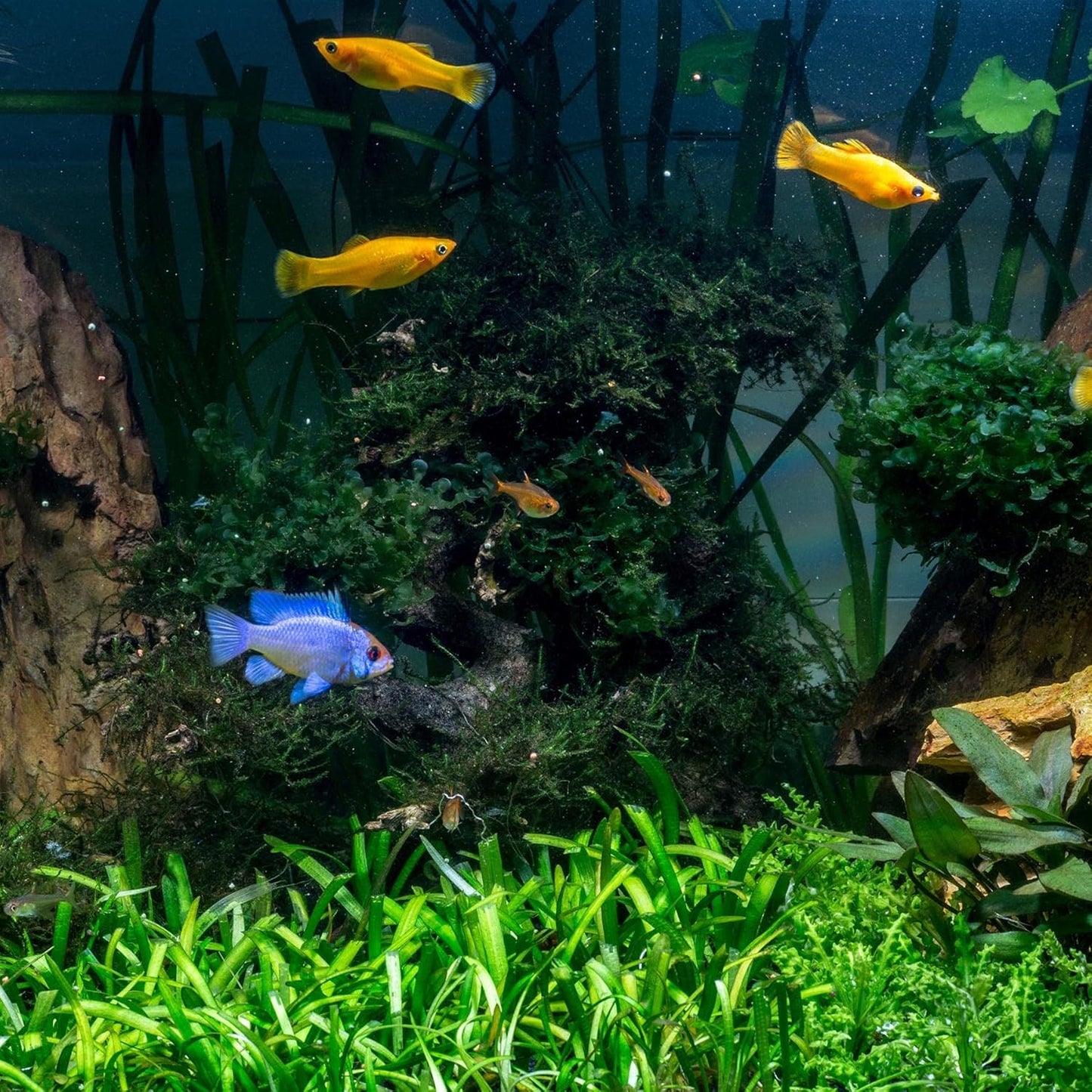 Easy-to-use water conditioner for aquariums