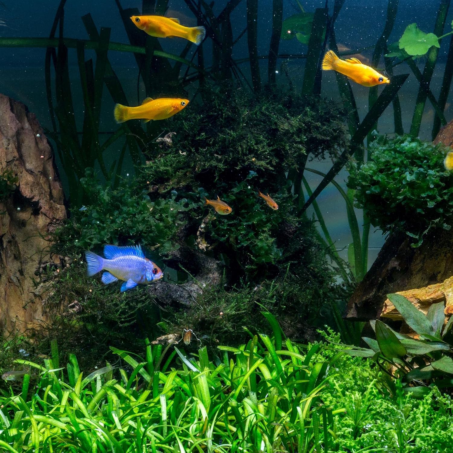 Easy-to-use water conditioner for aquariums