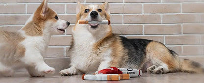 Interactive squeaker toy for pets