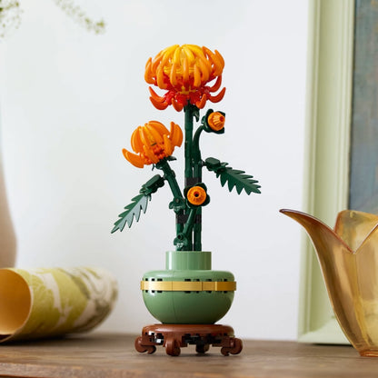 Orange chrysanthemum flowers in bud, bloom, and full bloom