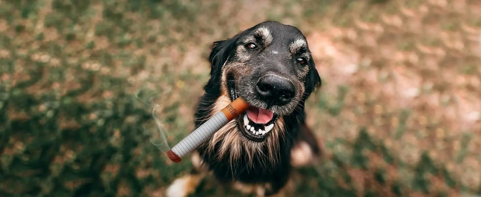 Soft chew toy for puppies
