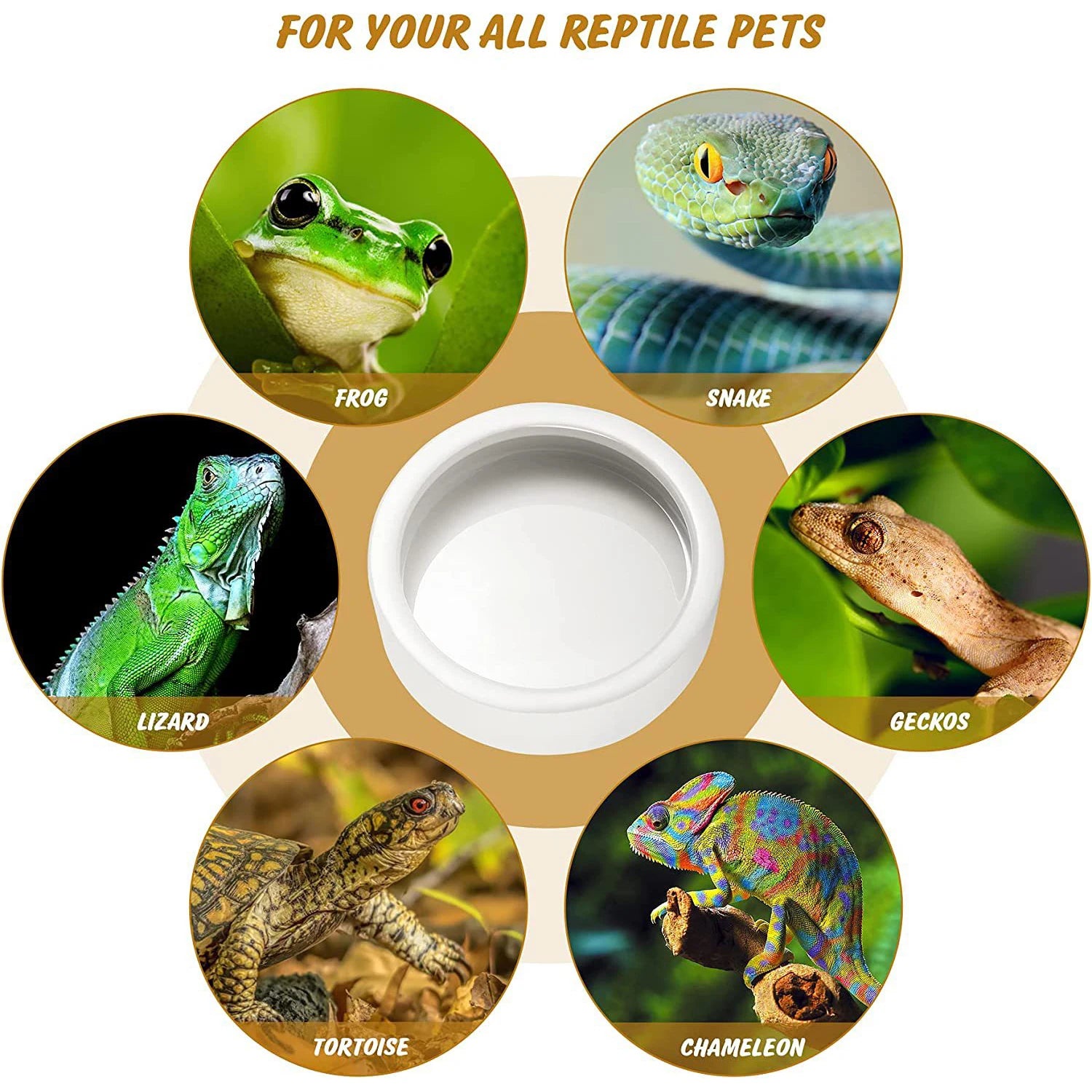 Food and water bowl for geckos snakes and lizards