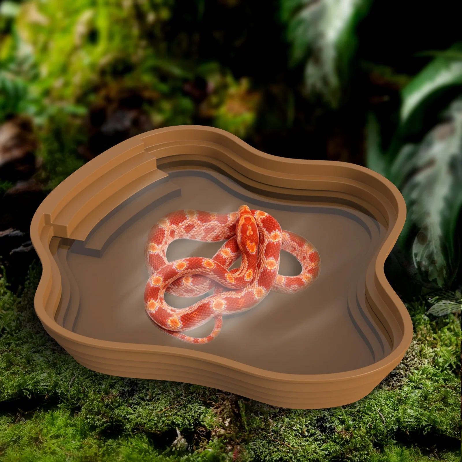 Amphibian bathing dish for frogs and toads